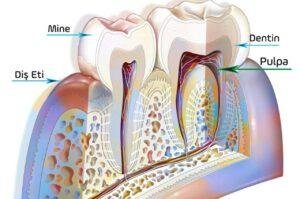 pulpa, pulpa nedir? pulpa ne demek, dişte pulpa nedir? diş pulpası, pulpa nekrozu